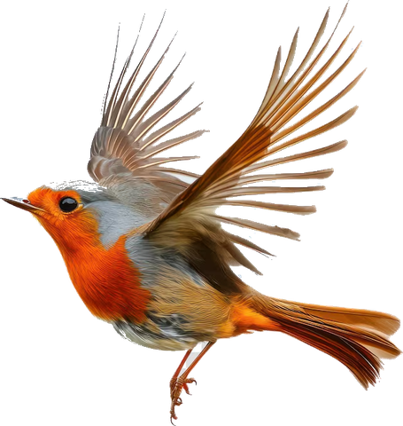 Flying robin