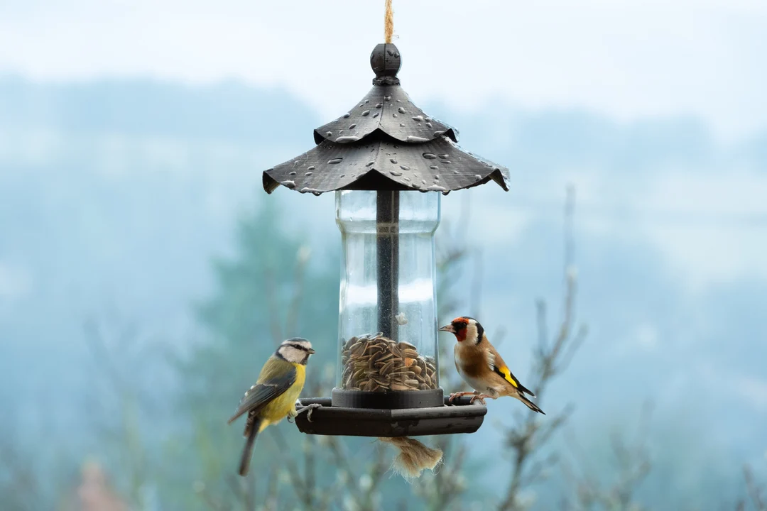 Decorative Feeders